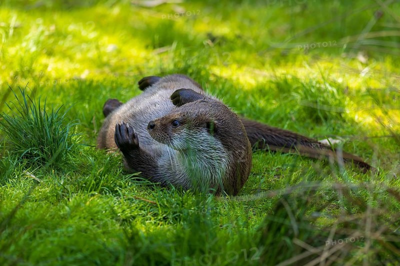 An otter lies playfully on a meadow in a green environment, European otter (Lutra lutra), Germany