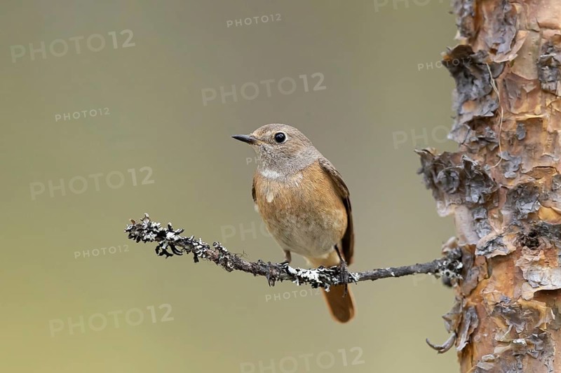 Common Redstart (Phoenicurus phoenicurus) female perched on a branch, Dalarna, Sweden