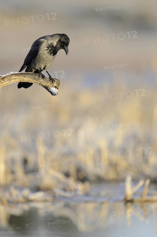 Hooded Crow (Corvus cornix), Mecklenburg-Western Pomerania, Germany