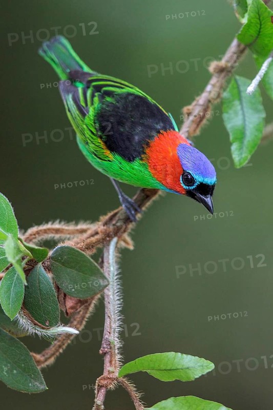 Red-necked Tanager (Tangara cyanocephala) perched on a branch in the Atlantic rainforest of southeast Brazil