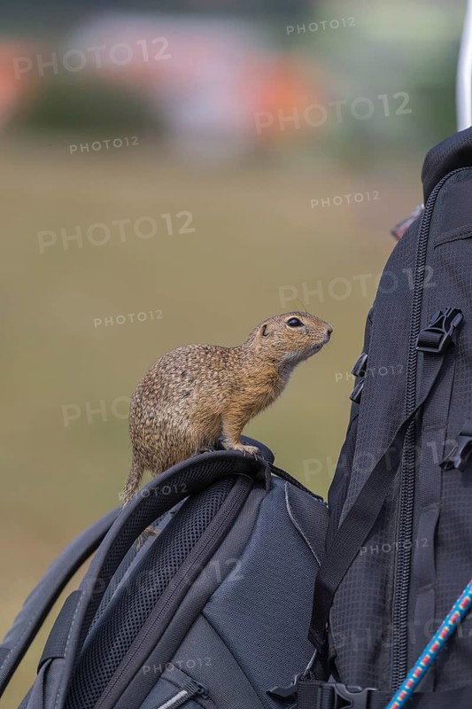 One European ground squirrel (Spermophilus citellus) or European souslik conquering the photo trolley with hidden food