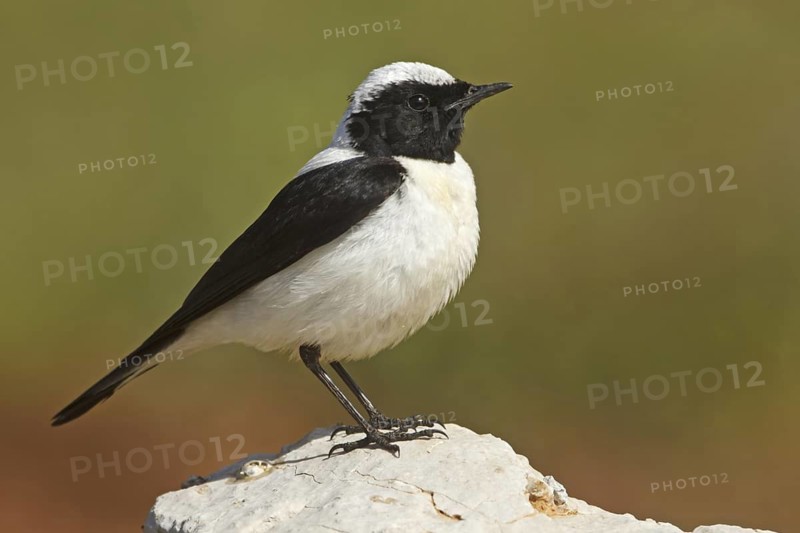 Black-eared Wheatear (Oenanthe hispanica melanoleuca) male, Adyaman, Turkey