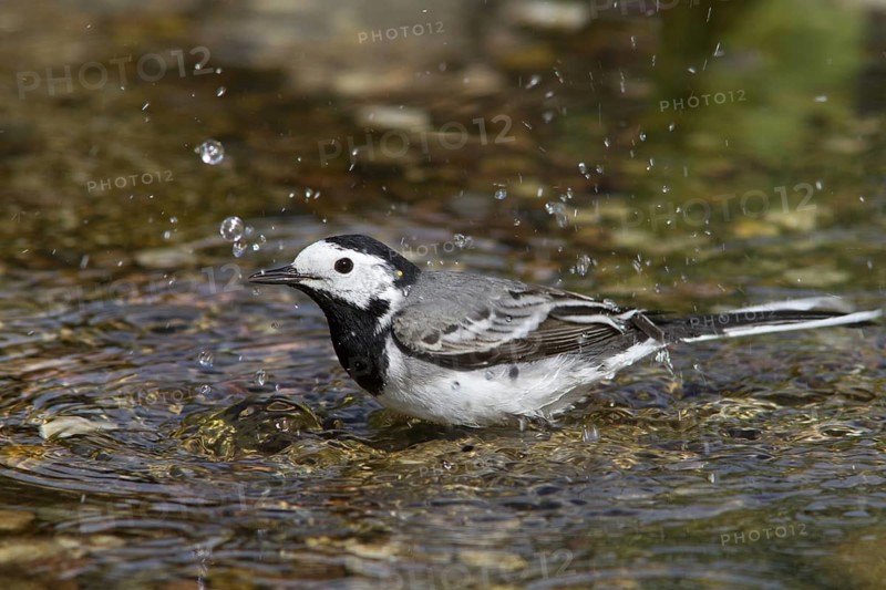 White Wagtail (Motacilla alba) bathing, Mecklenburg-Western Pomerania, Germany