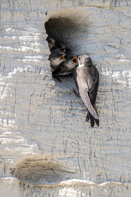 Sand martins (Riparia riparia), Emsland, Lower Saxony, Germany