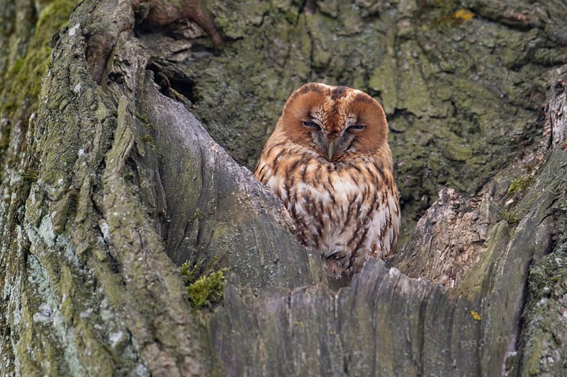 Tawny owl (Strix aluco) sitting on a tree, Tyrol, Austria