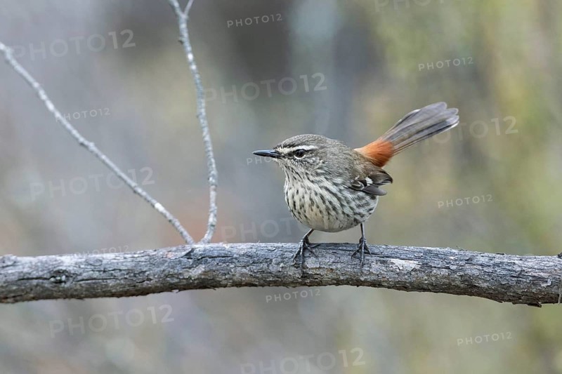 Shy Heathwren (Calamanthus cautus) female perched on a branch, Victoria, Australia