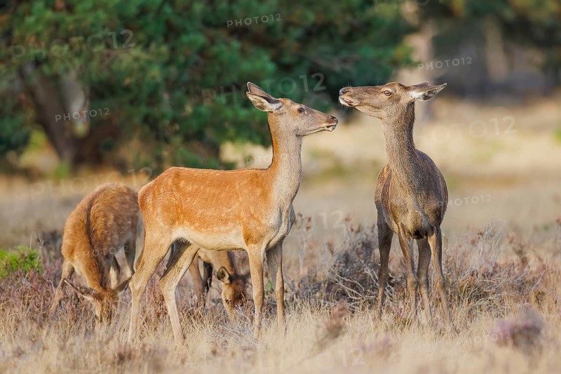 Rothirsch, Cervus elaphus Red Deer, Cervus elaphus