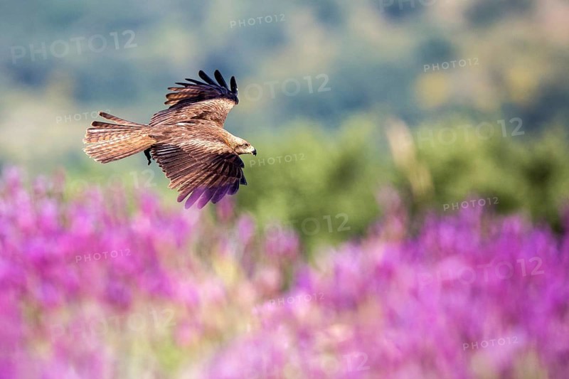 Black Kite (Milvus migrans) flying, Madrid, Spain