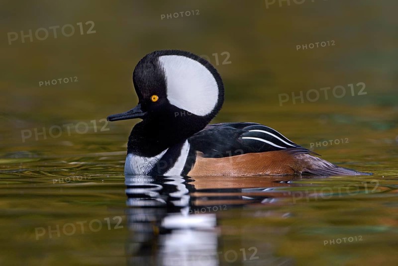 Hooded Merganser (Lophodytes cucullatus) male, British Columbia, Canada
