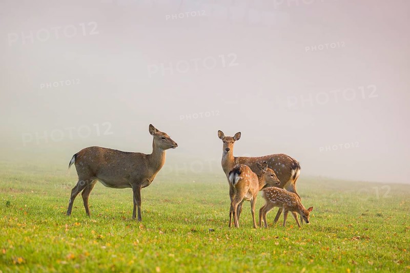 Two female sambar deer with two fawns (Rusa unicolor) standing in a meadow in dense fog