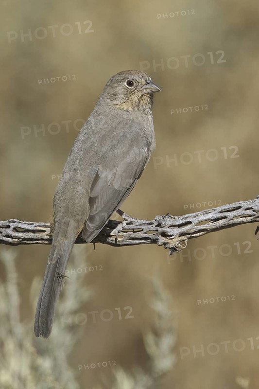 Canyon Towhee (Melozone fusca), New Mexico, USA