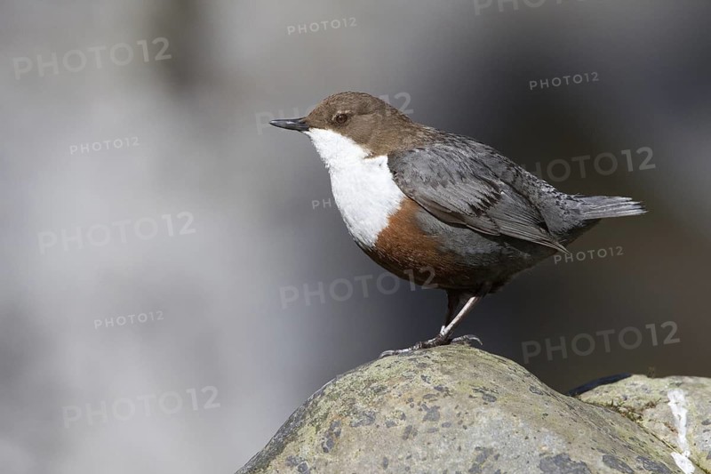 White-throated Dipper (Cinclus cinclus), St. Gallen, Switzerland