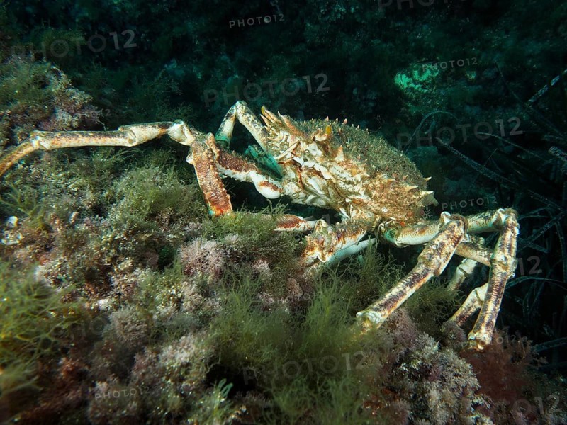 A European spider crab (Maja squinado) moves over rocks covered with algae, dive site Giens Peninsula, Mediterranean Sea, Porquerolles, Provence, Côte d'Azur, France