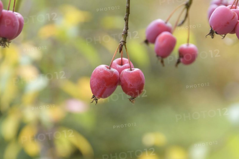 Cherry apple (Malus prunifolia), Anchers Havecenter, Leipzig, Saxony, Germany
