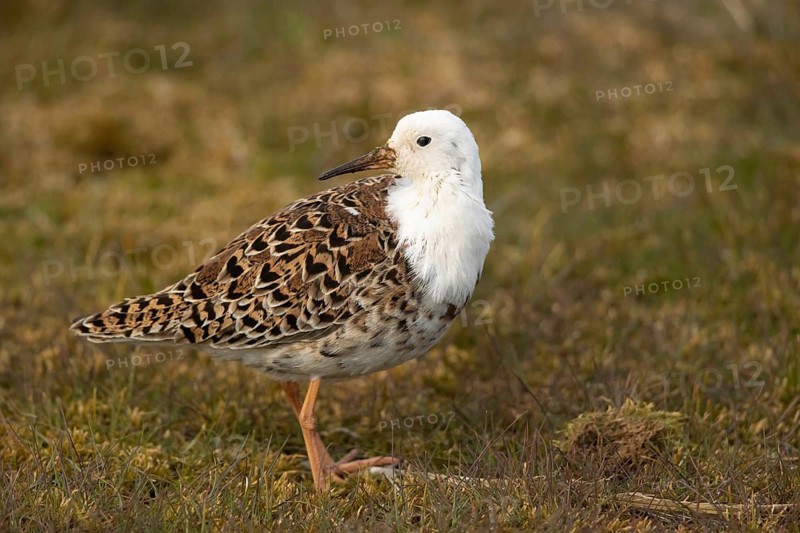 Ruff (Calidris pugnax) male, Smaland, Sweden