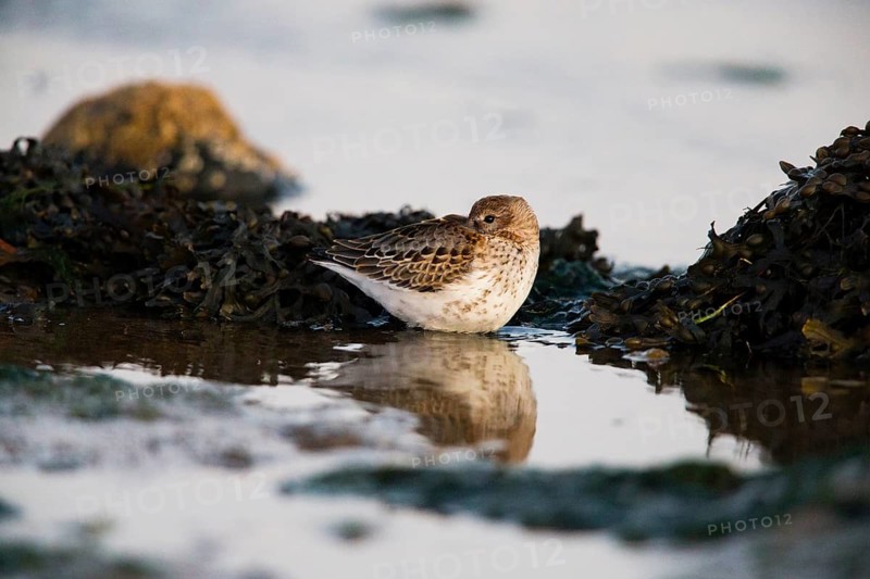 Dunlin (Calidris alpina), in winter plumage, on migration in autumn, resting in a rock pool, North Sea, Holy Island, England, United Kingdom
