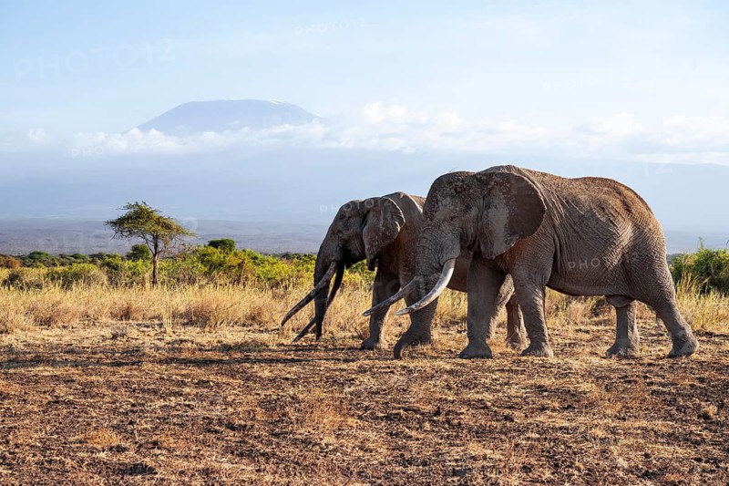 Two African elephants (Loxodonta africana) in a picturesque landscape with the summit of Mount Kilimanjaro, the famous Super Tusker elephant Craig and Pascal, old male with long tusks, in atmospheric evening light, Kajiado County, Kenya