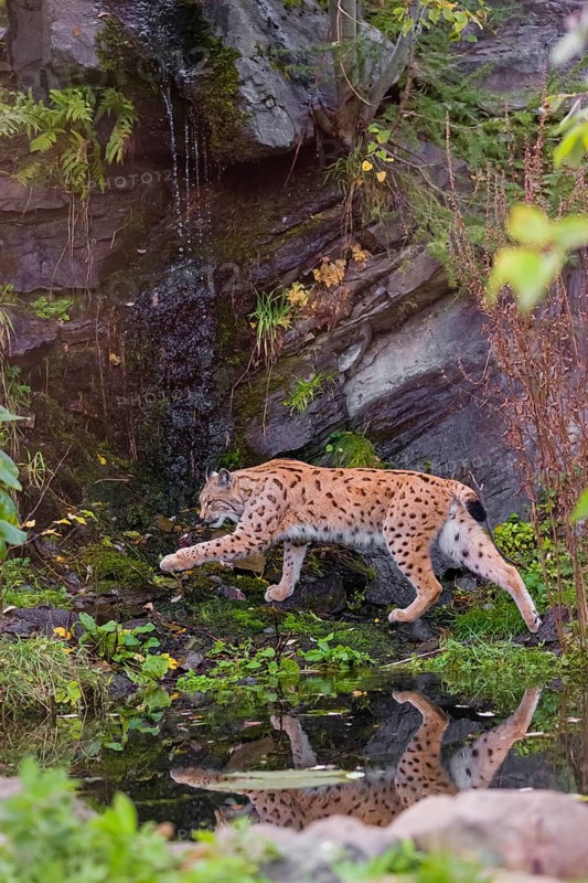 A Eurasian lynx, (Lynx lynx) runs between a small pond and a very small cascade