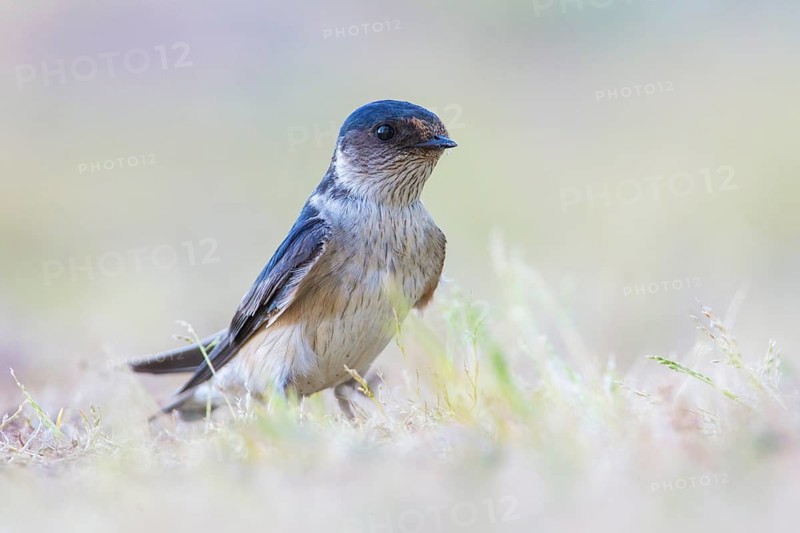 Tree Martin (Petrochelidon nigricans) perched on the ground, Victoria, Australia