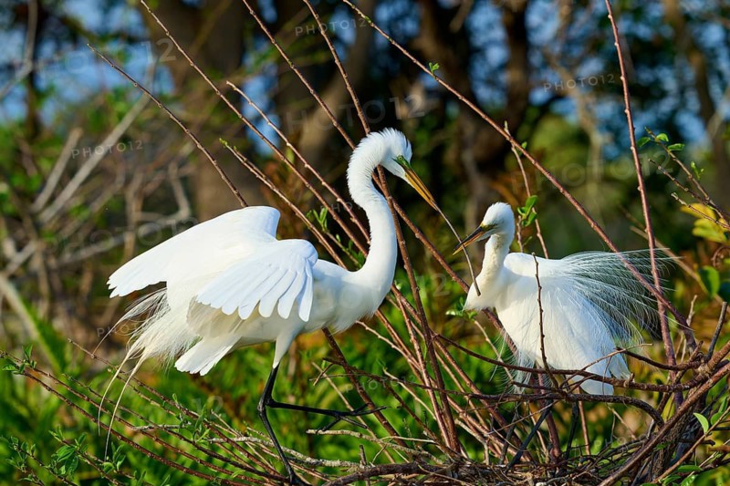 Two Great Egret (Ardea alba), on Nest in springtime, Wakodahatchee Wetlands, Delray Beach, Florida, USA
