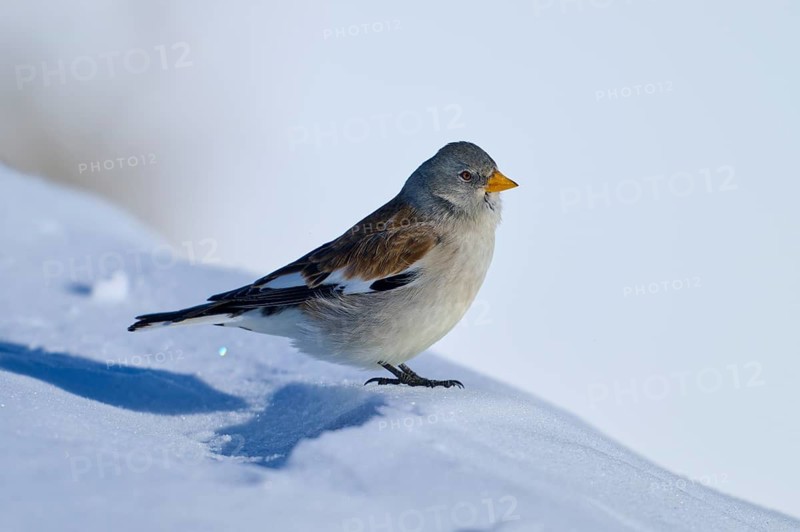Snowfinch (Montifringilla nivalis), sitting on a snowy surface under a clear sky, Gemmi Pass, Leukerbad, Leuk, Valais, Switzerland