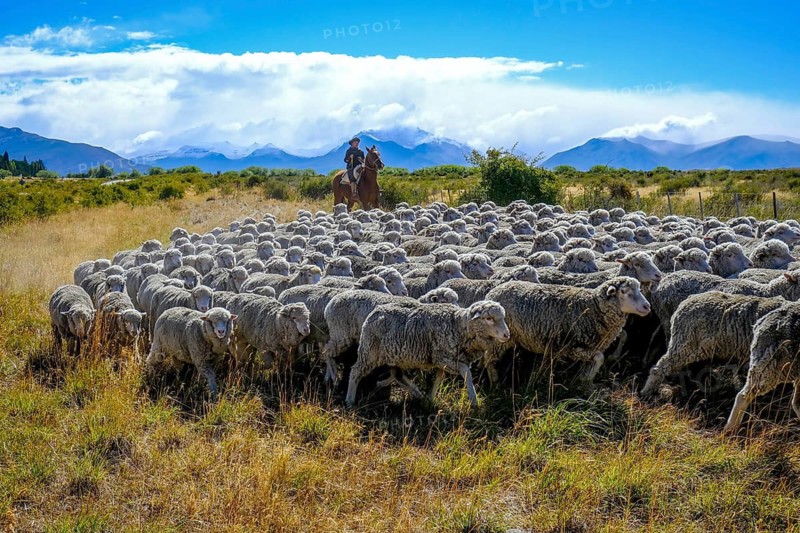 El Calafate, Patagonia, Argentina, Gaucha on a horse drives a flock of sheep through the Patagonian pampas in front of a mountain landscape, the Andes