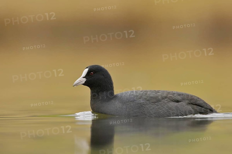 Eurasian Coot (Fulica atra), Grisons, Switzerland