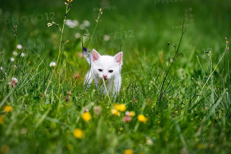 White kitten, felidae (Felis silvestris catus), running anxiously across a flowering meadow, through tall grass, Germany