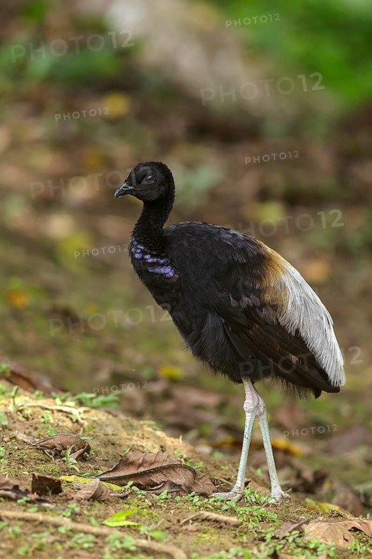 Grey-winged Trumpeter (Psophia crepitans) on the forest floor in the Amazon in Ecuador