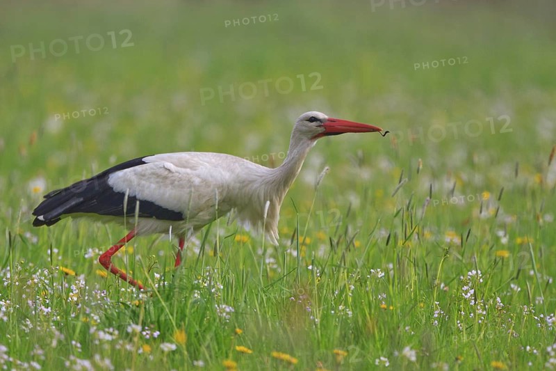 White Stork (Ciconia ciconia) foraging, North Rhine-Westphalia, Germany