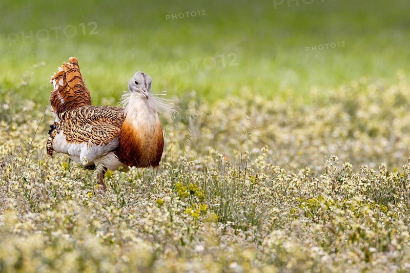 Great Bustard (Otis tarda), Castile, Spain