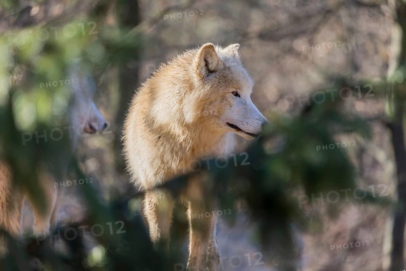 Portrait of an Arctic wolf (Canis lupus arctos) framed with green vegetation