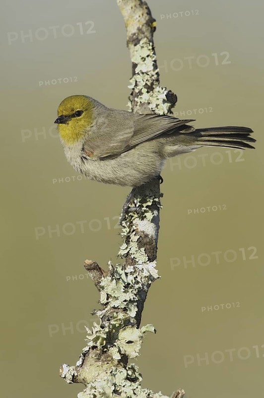 Verdin (Auriparus flaviceps), Texas, USA
