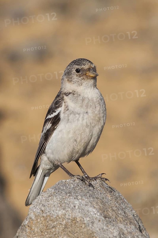 Snow Bunting - Schneeammer - Plectrophenax nivalis ssp. insulae, Iceland, adult female