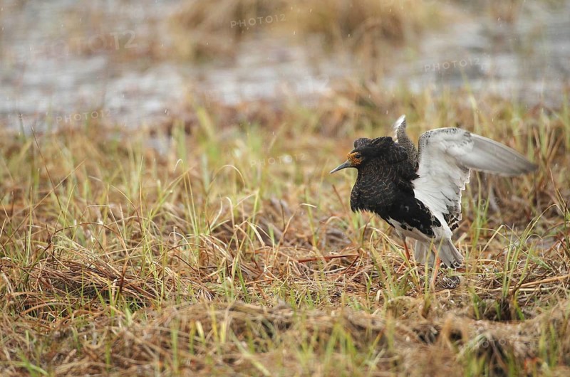 Ruff (Calidris pugnax) Courtship behaviour in the rain at a Tundra lake, Lapland, Northern Norway, Norway, Scandinavia