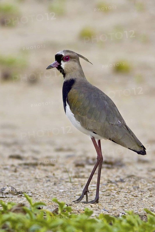 Southern Lapwing (Vanellus chilensis), Trinidad and Tobago