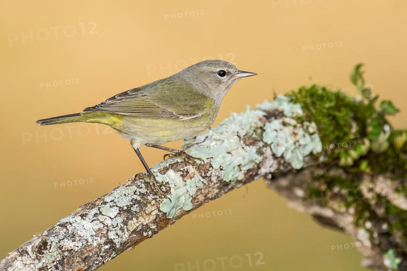 Orange-crowned Warbler (Leiothlypis celata) perched on an old lichen trunk, Texas, USA