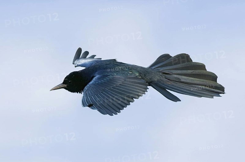 Common Grackle (Quiscalus quiscula) flying, Texas, USA