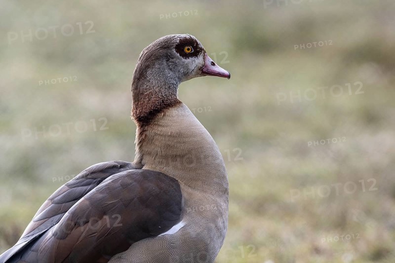 Egyptian goose (Alopochen aegyptiaca), Emsland, Lower Saxony, Germany