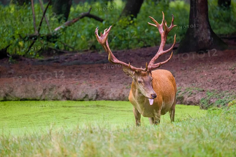 A red deer stag (Cervus elaphus) stands in a pond covered with duckweed