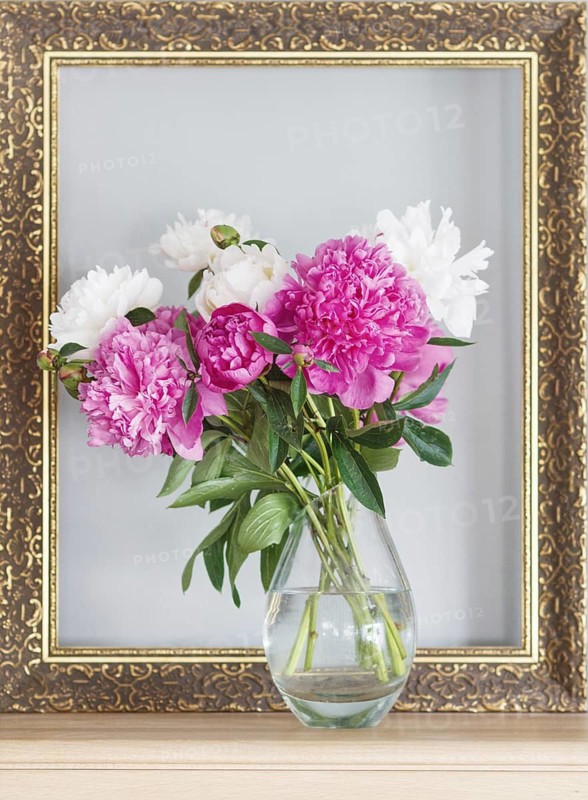 Pink and white peonies (Paeonia officinalis) in a vase in front of an empty picture frame on a sideboard, Siegen