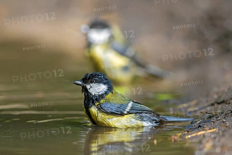 Two great tits (Parus major) bathing in shallow water of puddle