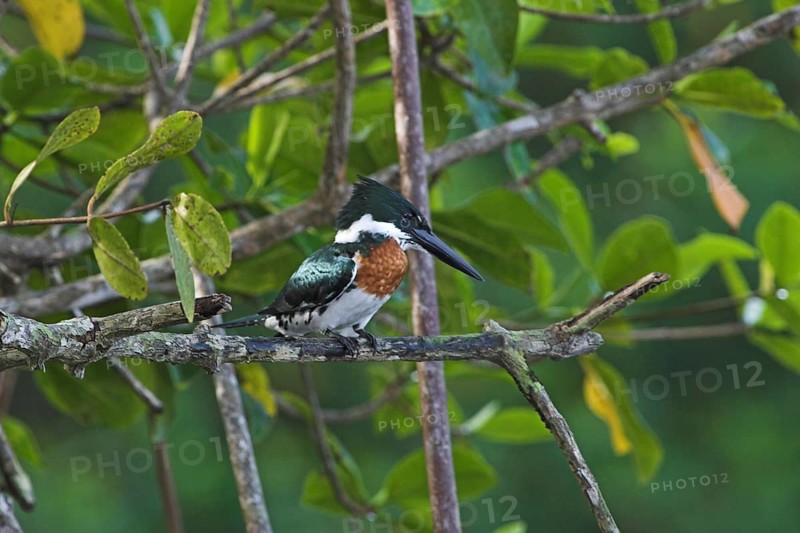 Amazon Kingfisher (Chloroceryle amazona) male, Costa Rica