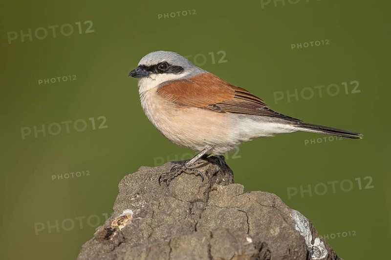 Red-backed Shrike (Lanius collurio) male, Armenia