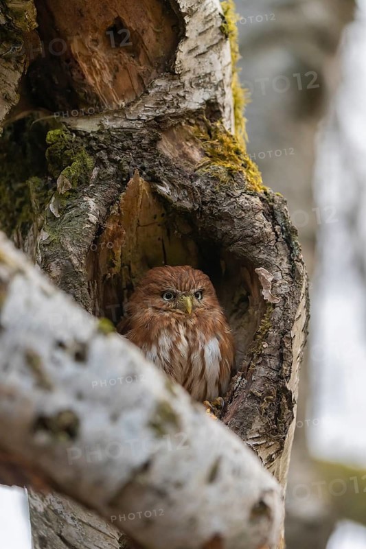 One East Brazilian pygmy owl (Glaucidium minutissimum), also known as least pygmy-owl or Sick's pygmy-owl, sitting in a hole of a birch tree