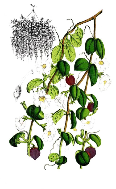 Codomamthe devosiana, Codonanthe, a rare houseplant from the Usambara violet family, plant and flower, digitally reworked reproduction of an original from the 19th century