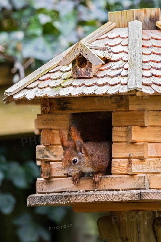 Eurasian Red Squirrel (Sciurus vulgaris) feeding in bird house, Berlin, Germany