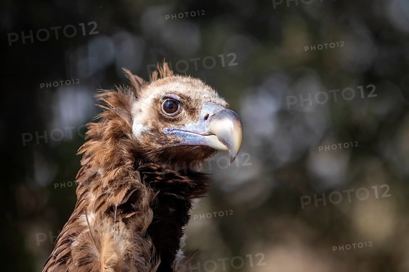 Cinereous Vulture (Aegypius monachus), Extremadura, Spain