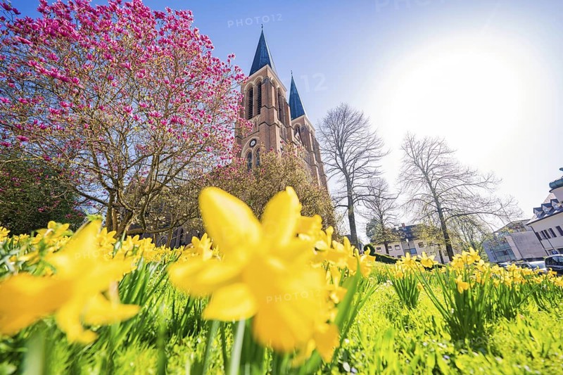Spring scene with yellow daffodils and a large church in the background, Sacred Heart Cherry, Bregenz, Austria