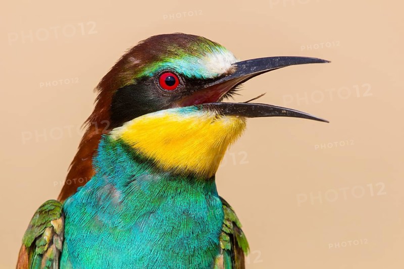 Bienenfresser, European Bee-eater, Bee-Eater, European Bee Eater, Merops apiaster, Guêpier d'Europe, Abejaruco Común